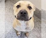 Small #1 American Pit Bull Terrier
