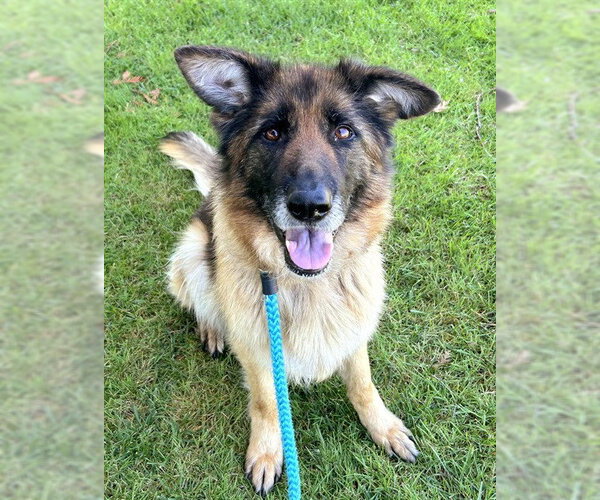 Medium Photo #1 German Shepherd Dog Puppy For Sale in Sacramento, CA, USA