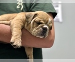 Small Photo #6 Olde English Bulldogge Puppy For Sale in WALTERBORO, SC, USA