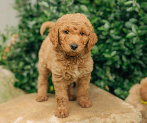 Goldendoodle Puppy for sale in PECK, KS, USA
