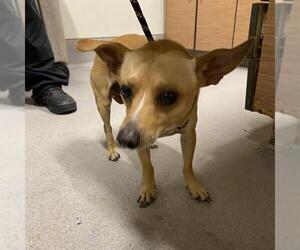 Chihuahua Dogs for adoption in Modesto, CA, USA