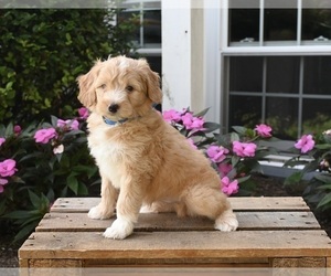 Aussiedoodle Miniature  Puppy for sale in APPLE CREEK, OH, USA