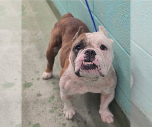 Bulldog-Unknown Mix Dogs for adoption in Lakewood, CO, USA