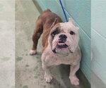 Small Bulldog Mix
