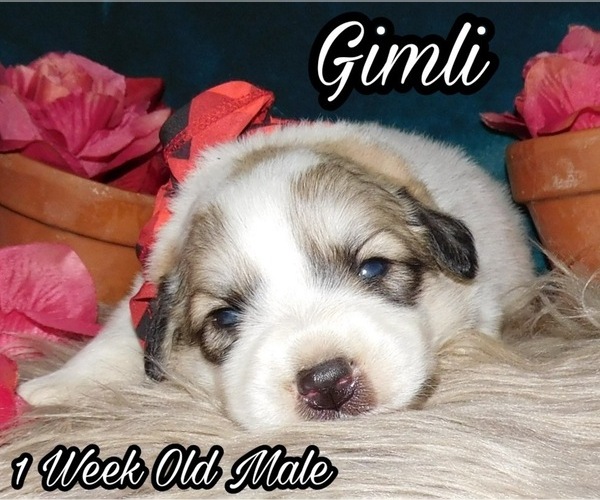 Medium Photo #21 Great Pyrenees Puppy For Sale in HILLSVILLE, VA, USA