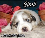 Small Photo #21 Great Pyrenees Puppy For Sale in HILLSVILLE, VA, USA