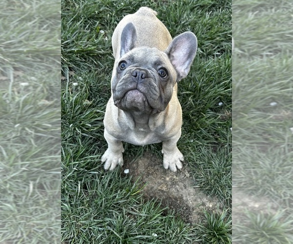 Medium Photo #1 French Bulldog Puppy For Sale in SACRAMENTO, CA, USA