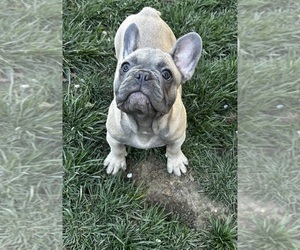 French Bulldog Puppy for sale in SACRAMENTO, CA, USA