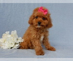Small Photo #3 Cavapoo Puppy For Sale in MILLERSBURG, OH, USA