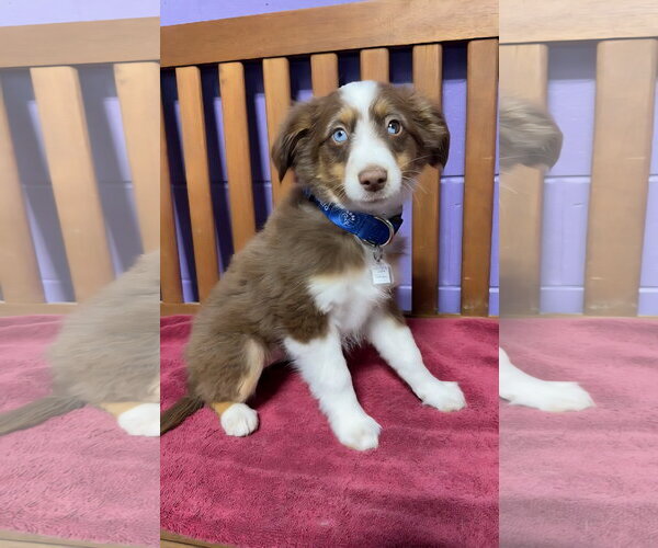 Medium Photo #1 Australian Shepherd-Unknown Mix Puppy For Sale in Genesee, WI, USA
