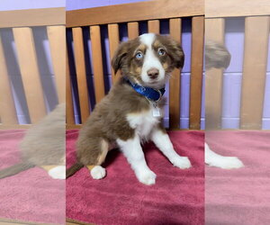 Australian Shepherd-Unknown Mix Dogs for adoption in Genesee, WI, USA