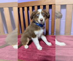 Small Australian Shepherd Mix