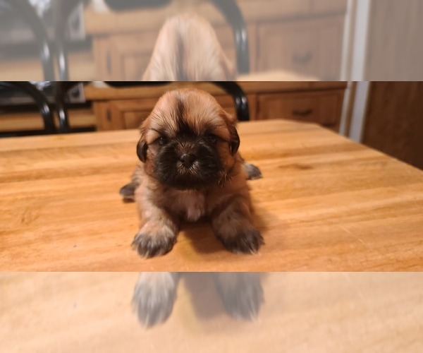Medium Photo #27 Shih Tzu Puppy For Sale in BELLEVILLE, MI, USA