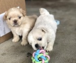 Small Photo #3 Shih Tzu Puppy For Sale in MILTON, FL, USA