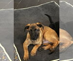 Small #6 Black Mouth Cur-Labrador Retriever Mix