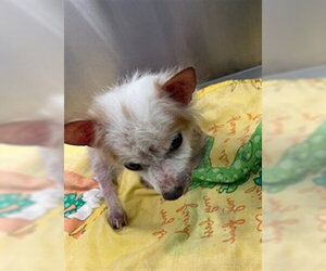 Chihuahua-Unknown Mix Dogs for adoption in Downey, CA, USA