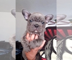 Small Photo #3 French Bulldog Puppy For Sale in COSTA MESA, CA, USA