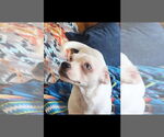 Small #2 Boxer-Chihuahua Mix