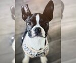 Small Photo #4 Boston Terrier Puppy For Sale in Little Elm, TX, USA