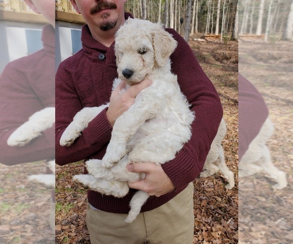 Medium Photo #14 Goldendoodle Puppy For Sale in ATHENS, GA, USA