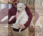Small Photo #14 Goldendoodle Puppy For Sale in ATHENS, GA, USA