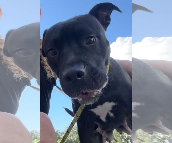 Medium Photo #6 Mutt Puppy For Sale in Sanford, FL, USA