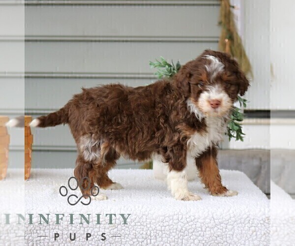 Medium Photo #4 Bernedoodle (Miniature) Puppy For Sale in NARVON, PA, USA