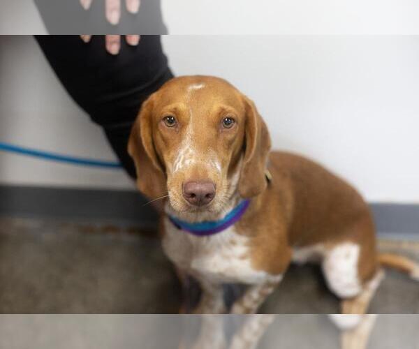 Medium Photo #1 Basschshund Puppy For Sale in Mountain Home, AR, USA