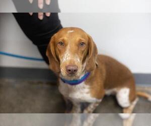 Basschshund Dogs for adoption in Mountain Home, AR, USA