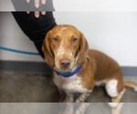 Small Basschshund