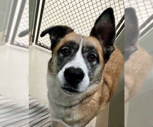 Great Pyrenees-Unknown Mix Dogs for adoption in Webster, WI, USA