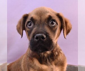Boxer-German Shepherd Dog Mix Dogs for adoption in Sheridan, CO, USA