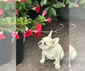 French Bulldog Puppy for sale in MANTECA, CA, USA