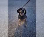 Small #1 Mutt