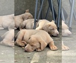 Small #10 Labrador Retriever
