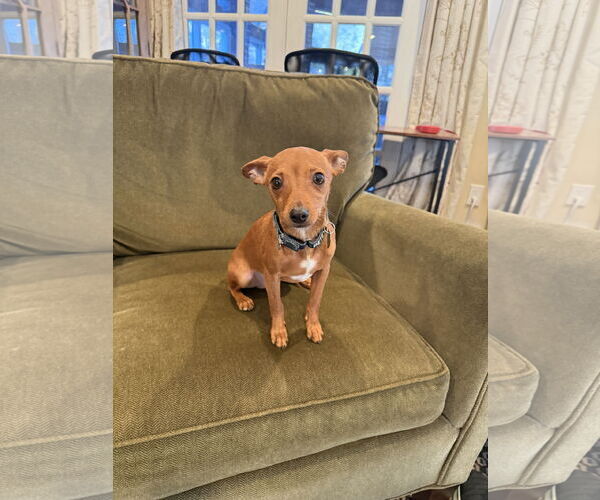Medium Photo #3 Miniature Pinscher-Unknown Mix Puppy For Sale in Rockville, MD, USA