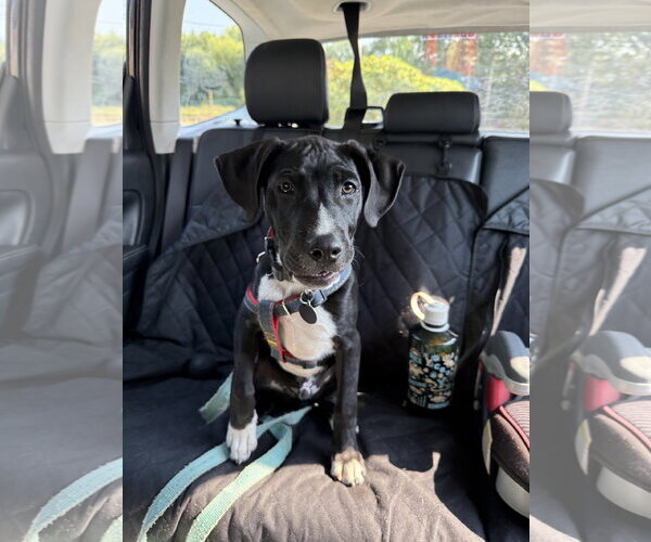 Medium Photo #7 Labrador Retriever-Unknown Mix Puppy For Sale in Bellevue, WA, USA