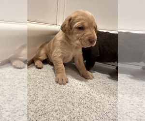 Labrador Retriever Puppy for Sale in HEMLOCK, New York USA