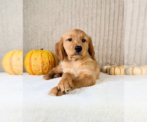 Golden Retriever Puppy for sale in INDIANAPOLIS, IN, USA