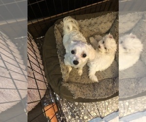 Mother of the Maltese puppies born on 03/20/2022