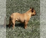 Small #1 French Bulldog