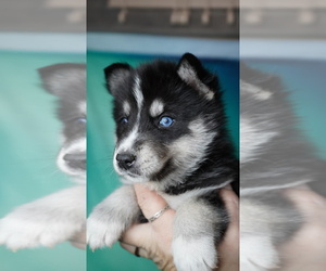 Siberian Husky Puppy for sale in FORT PLAIN, NY, USA