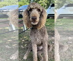Small #5 Poodle (Standard)
