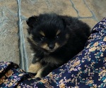 Small #5 Pomeranian