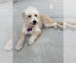 Small #4 Poodle (Miniature) Mix