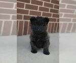 Small #2 Chow Chow