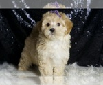 Small Photo #18 Maltipoo (Miniature) Puppy For Sale in WARSAW, IN, USA