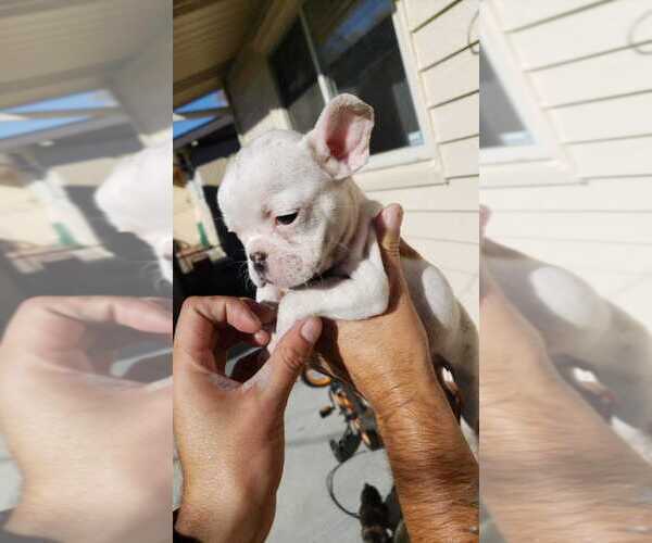 Medium Photo #4 French Bulldog Puppy For Sale in DENVER, CO, USA