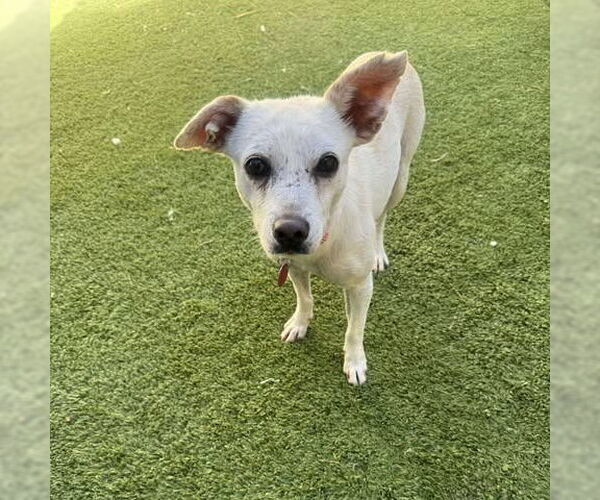 Medium Photo #2 Chihuahua Puppy For Sale in Tempe , AZ, USA