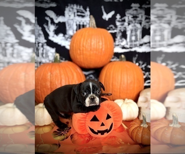 Medium Photo #26 French Bulldog Puppy For Sale in YUCCA VALLEY, CA, USA